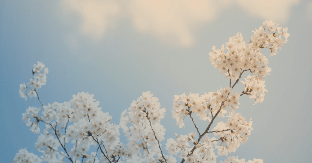 winter flowers blooming