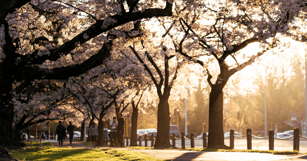 Spring Trees Flowers