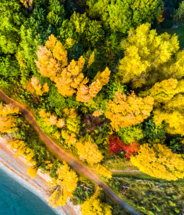 Aerial view of colorful autumn forest by shoreline