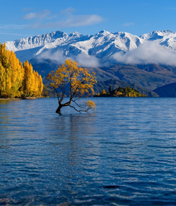 Lone autumn tree in lake with snowy mountains